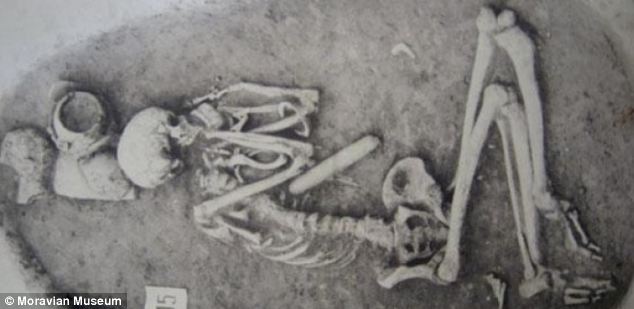 The study looked at skeletons dating back to around 5,300 BC with the most recent to 850 AD - a time span of 6,150 years. Pictured is an early Neolithic (approximately  4000 - 5000 BC) 35-40 year old male from Vedrovice, Czech Republic which was analysed as part of the research